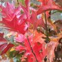 Quercus palustris dakboom